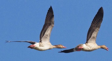 Grey lag geese  